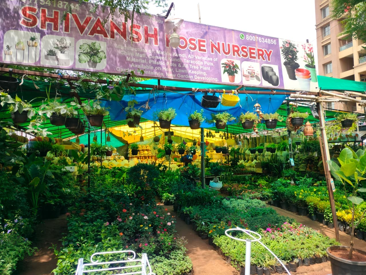 Shivansh Rose Nursery display