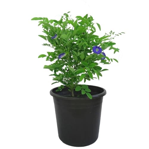 Aparajita Gokarna (Blue Pea Vine)