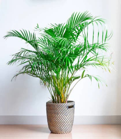 Areca Palm Tree