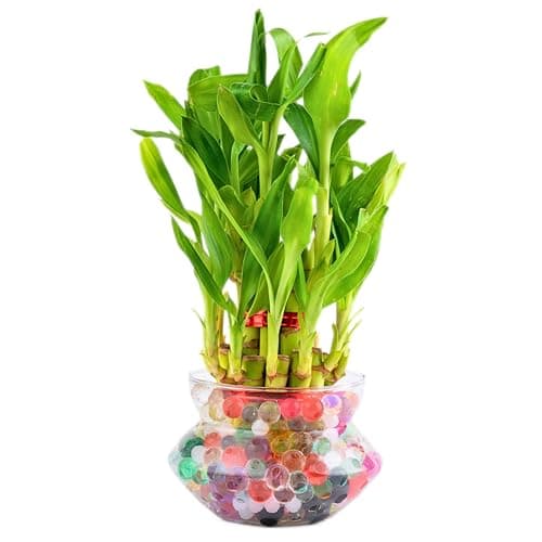 Lucky Bamboo (Dracaena Sanderiana)