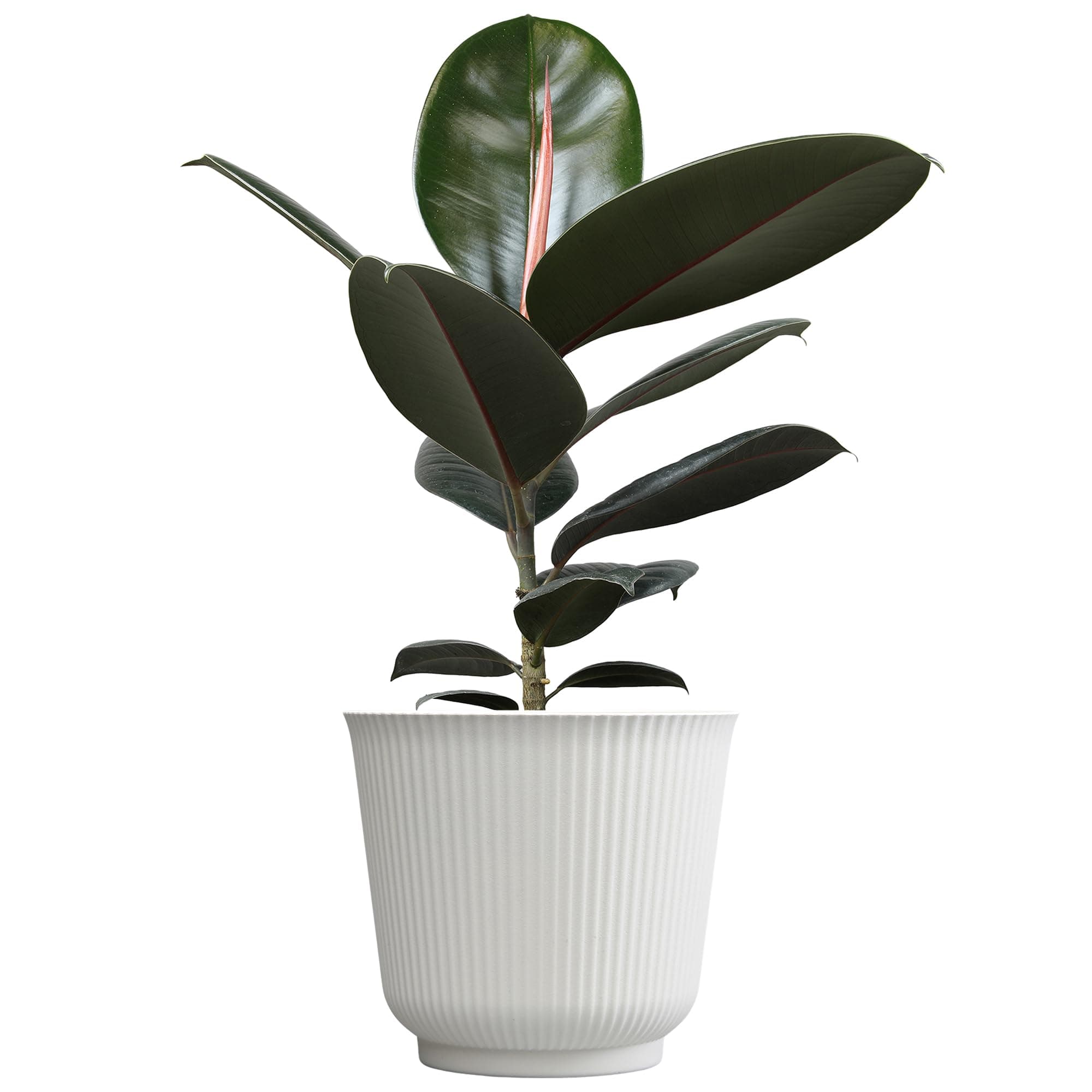 Burgundy Rubber Plant (Ficus Elastica)