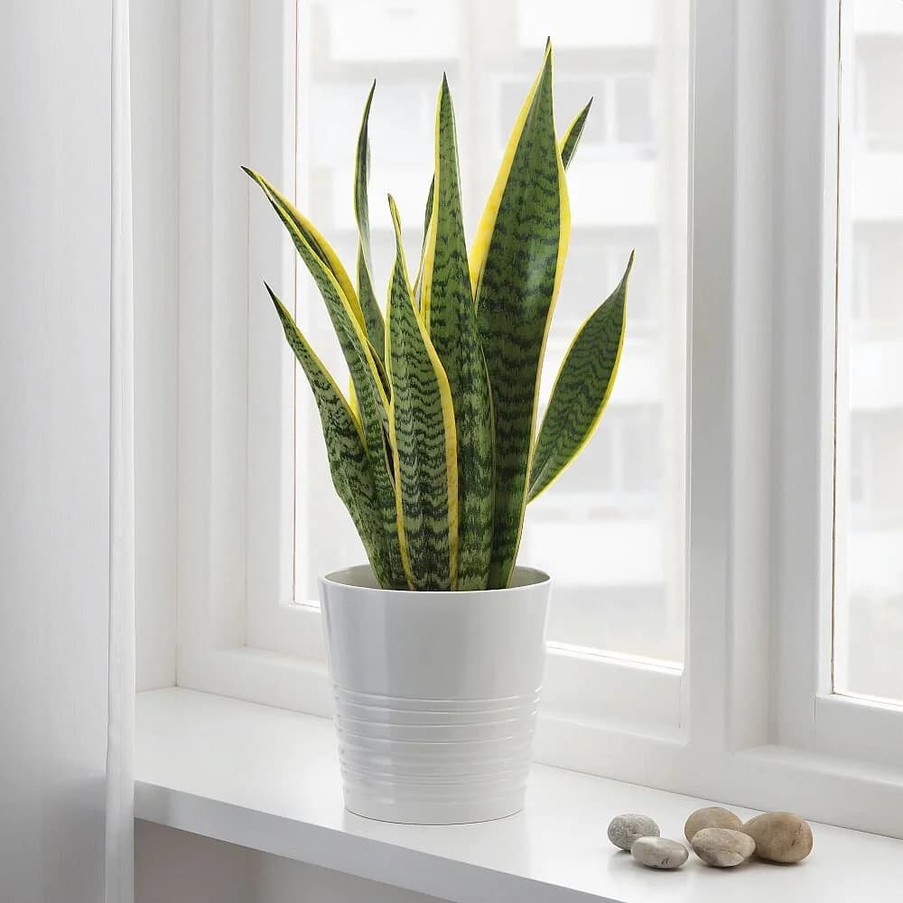 Snake Plant (Sansevieria Laurentii)