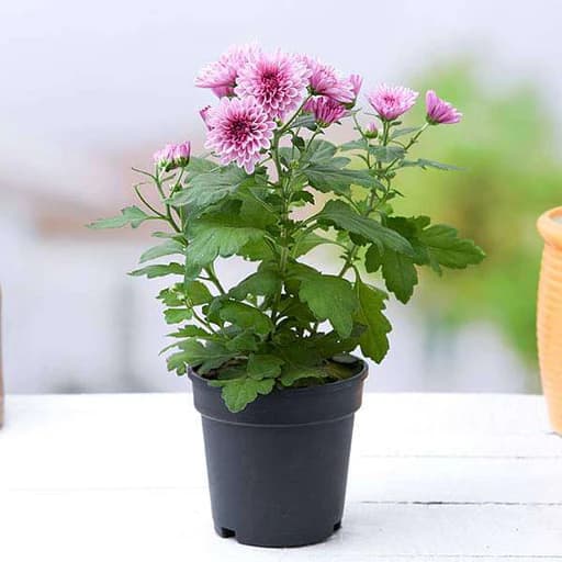 Sewanti (Chrysanthemum Flowering Bush)